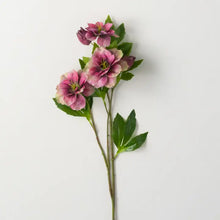 Load image into Gallery viewer, Freshcut Burgundy Helleborus