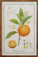 Load image into Gallery viewer, Framed Citrus Print Sign