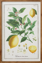 Load image into Gallery viewer, Framed Citrus Print Sign