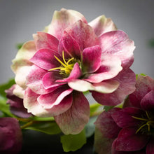 Load image into Gallery viewer, Freshcut Burgundy Helleborus