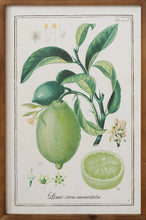 Load image into Gallery viewer, Framed Citrus Print Sign
