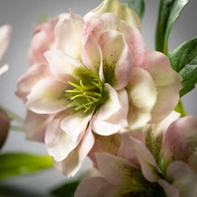 Load image into Gallery viewer, Freshcut Light Pink &amp; Green Helleborus Spray