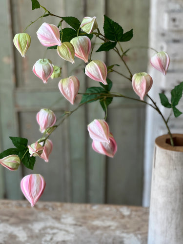 Blush Lamplighter Buds
