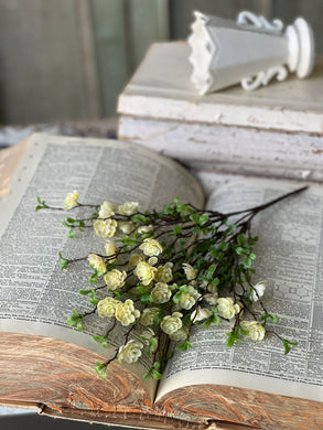 Cream Quince Bush