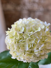 Load image into Gallery viewer, Promenade Hydrangea Cream