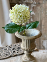 Load image into Gallery viewer, Promenade Hydrangea Cream