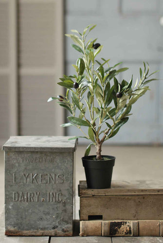 Potted Olive Bush