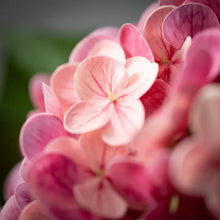 Load image into Gallery viewer, Freshcut Fuschia Hydrangea Spray