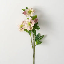 Load image into Gallery viewer, Freshcut Light Pink &amp; Green Helleborus Spray
