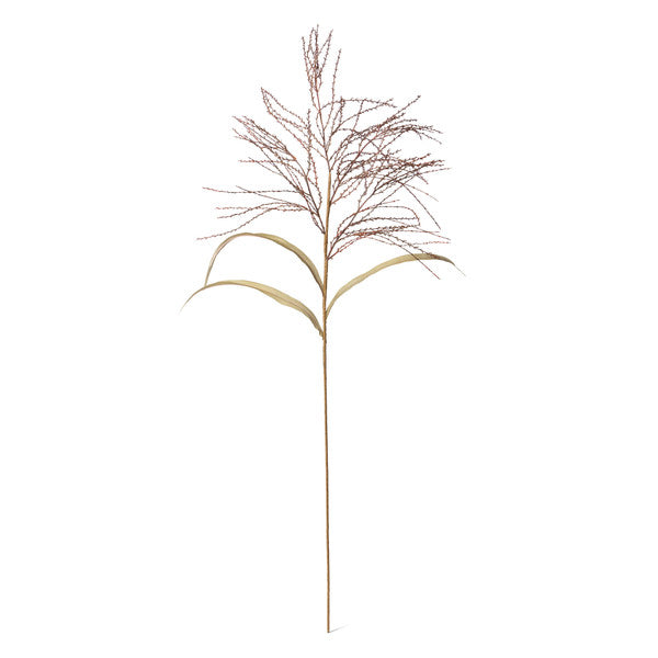 Fall Wild Millet Grass