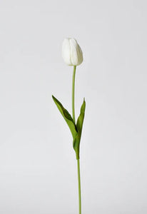 Tulip Stem