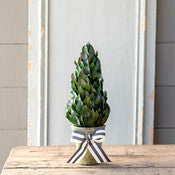 Lemon Leaf Cone Topiary