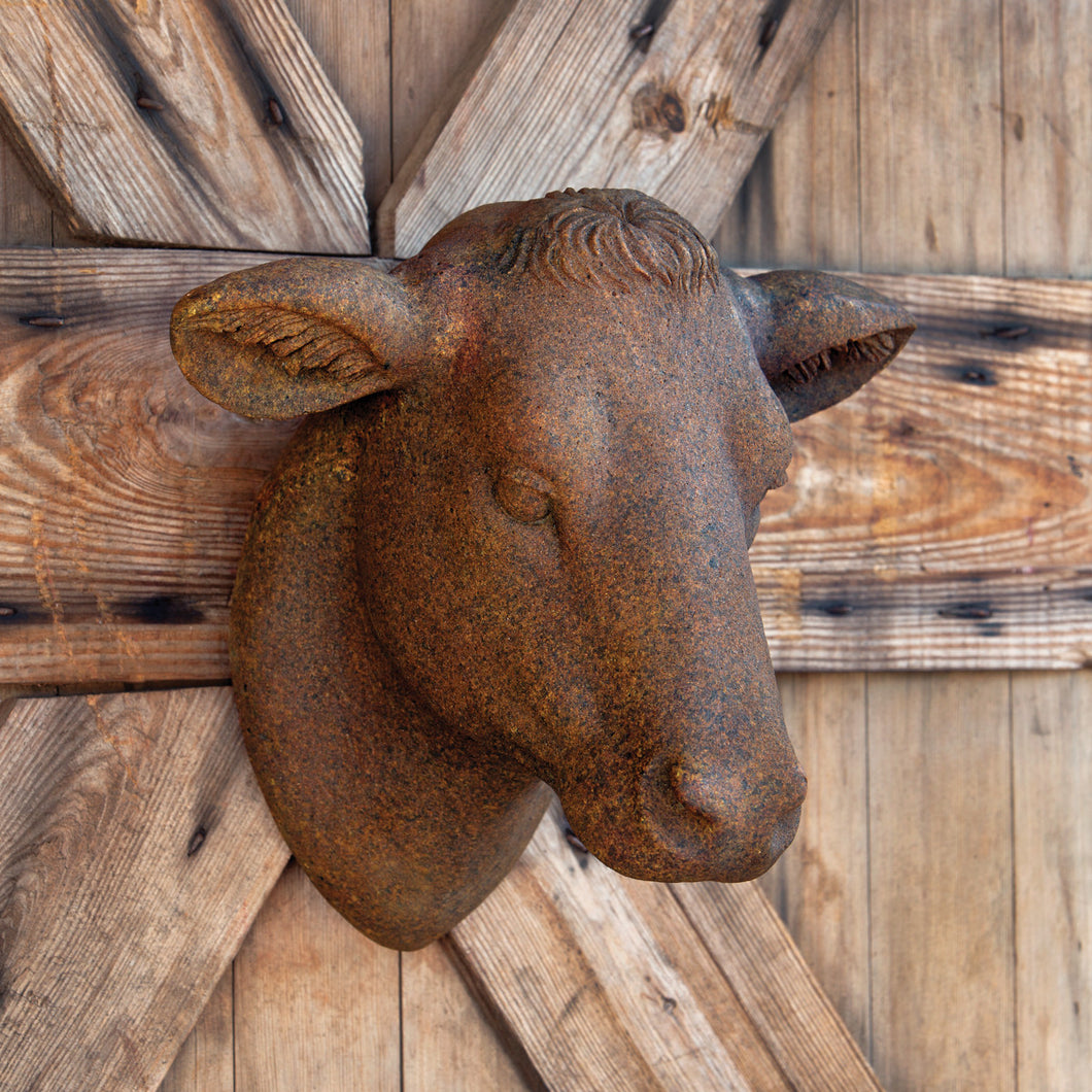 Weathered Cow Head