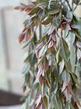 Load image into Gallery viewer, Dawns Break Hanging Bush