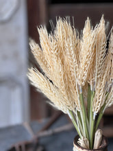 Load image into Gallery viewer, Sungold Barley Bundle