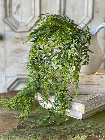 Hanging Deer Fern