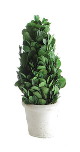 11"H Preserved Boxwood Cone Topiary in Clay Pot