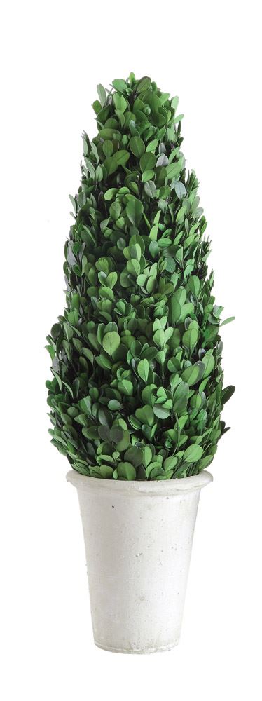 Preserved Boxwood Cone Topiary In Clay Pot 17 3/4