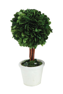 Preserved Boxwood Topiary Single Ball w/ Stem in White Clay Pot