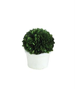 Boxwood Topiary Half Ball in White Clay Pot