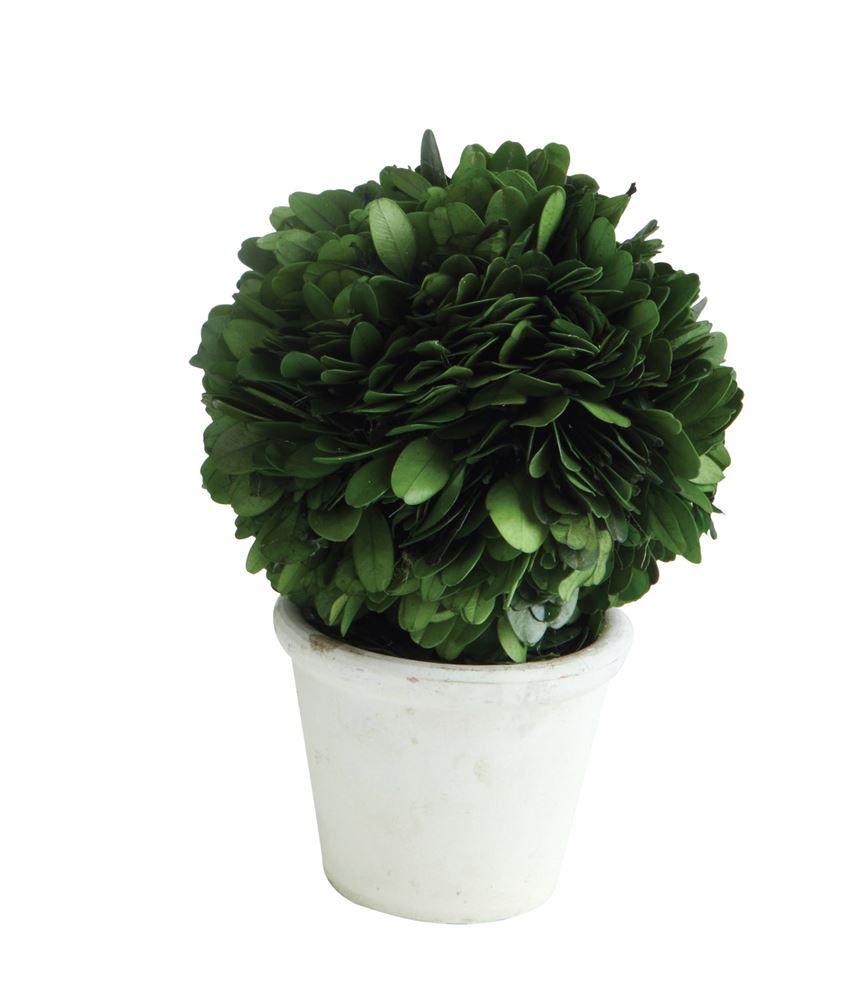 Preserved Boxwood Topiary Single Ball w/ Stem in White Clay Pot